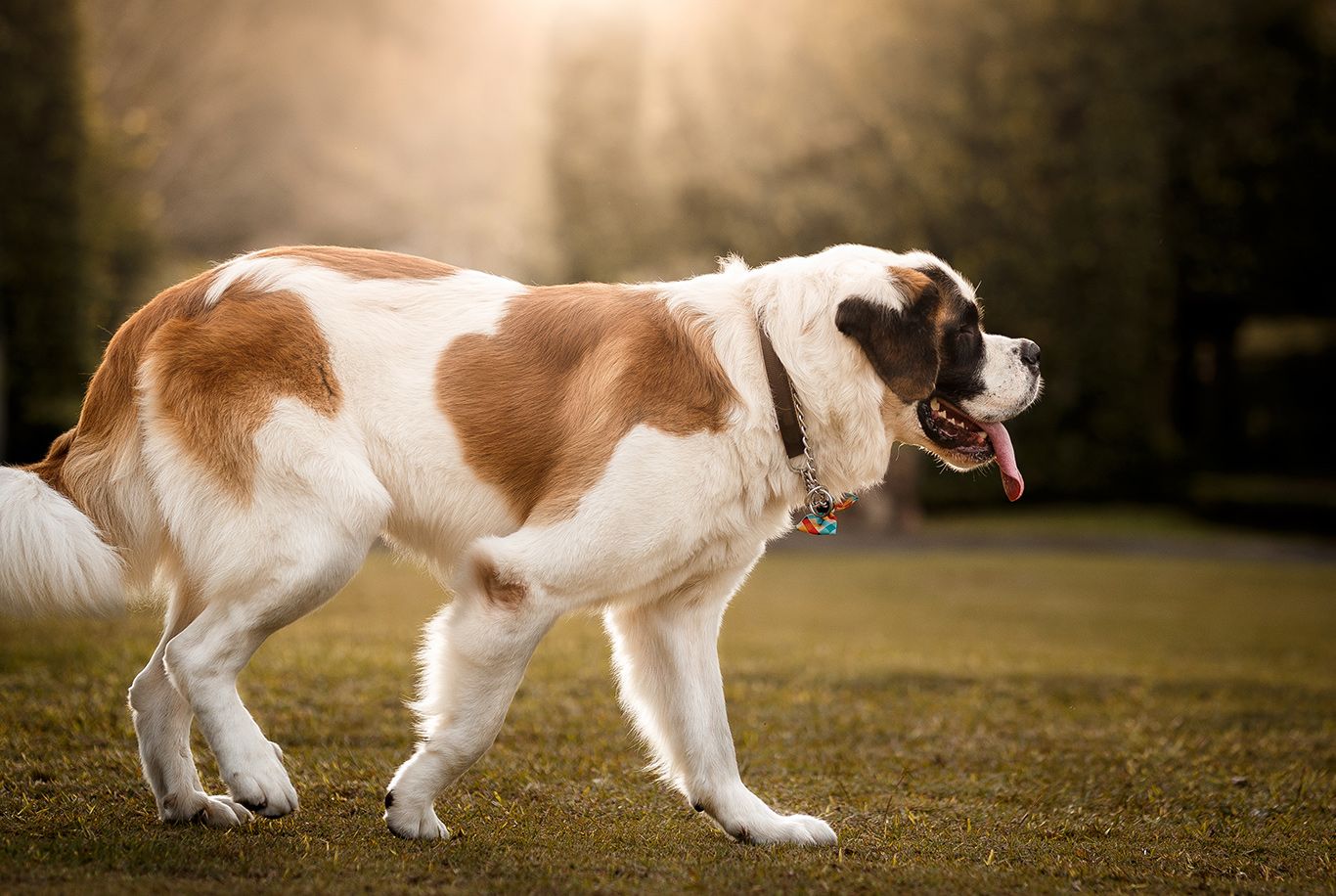 St best sale bernard large