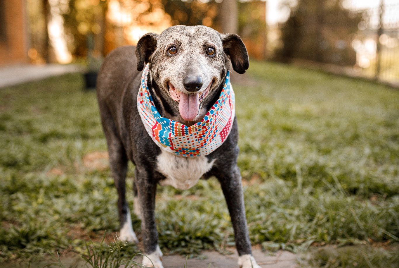 Crème cicatrisante pour chien - Husse