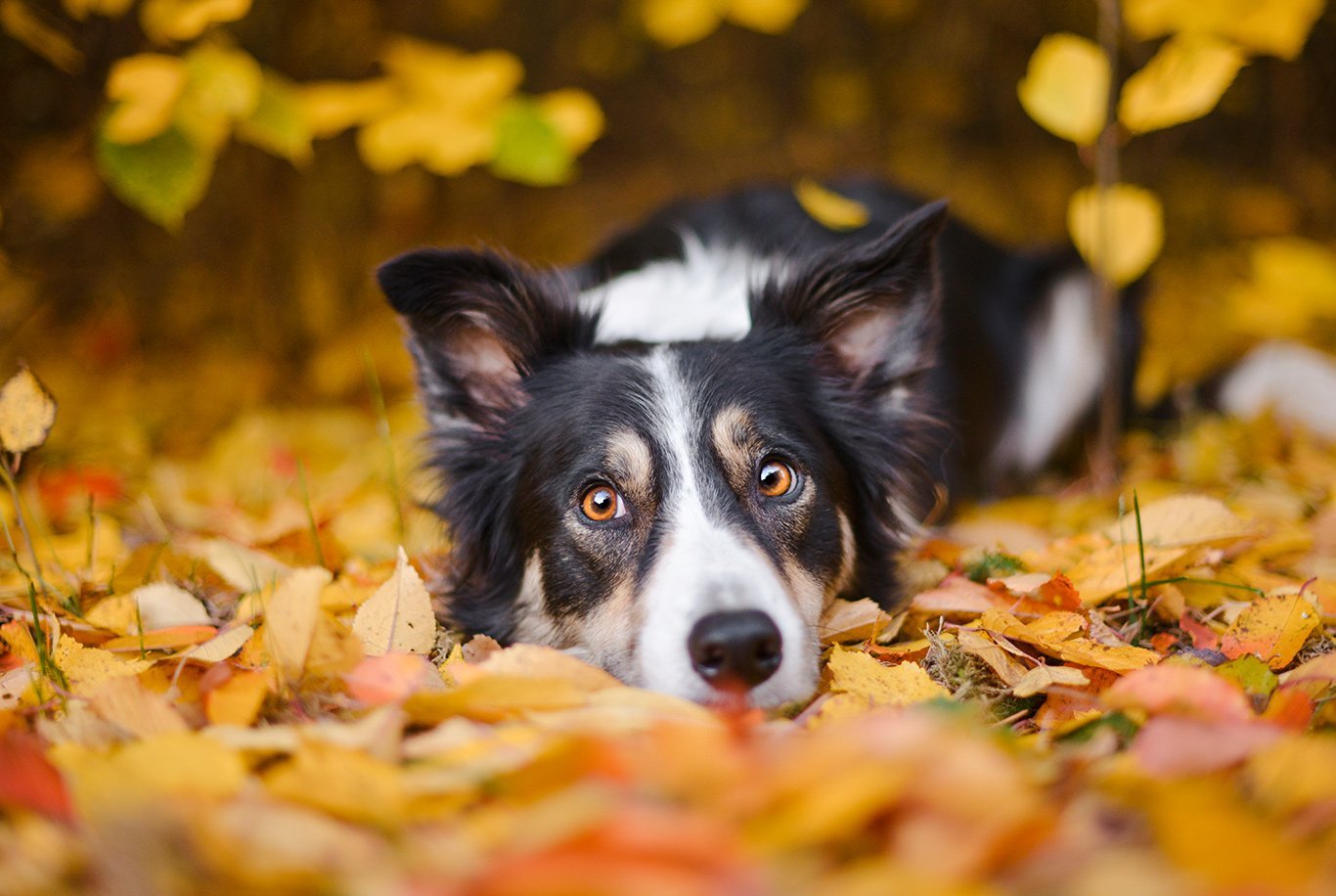 what is the best dog food for my border collie