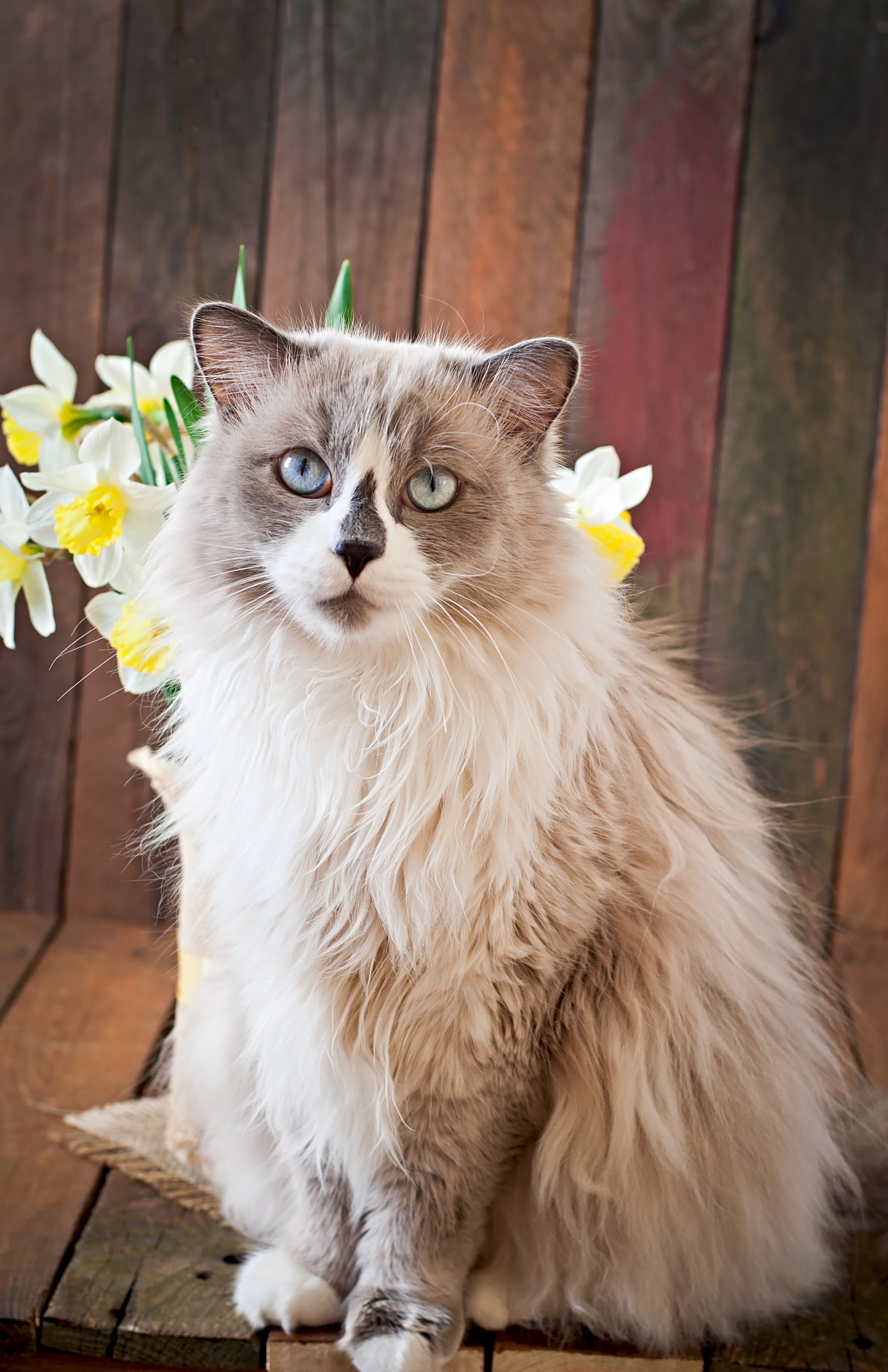 ragdoll-cat-breed-vase-narcissus