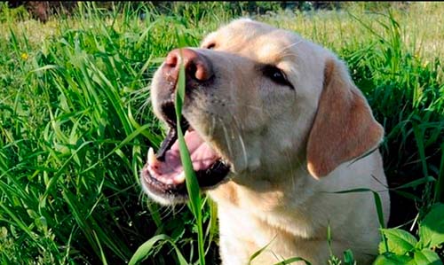 Perro comiendo hierba-2