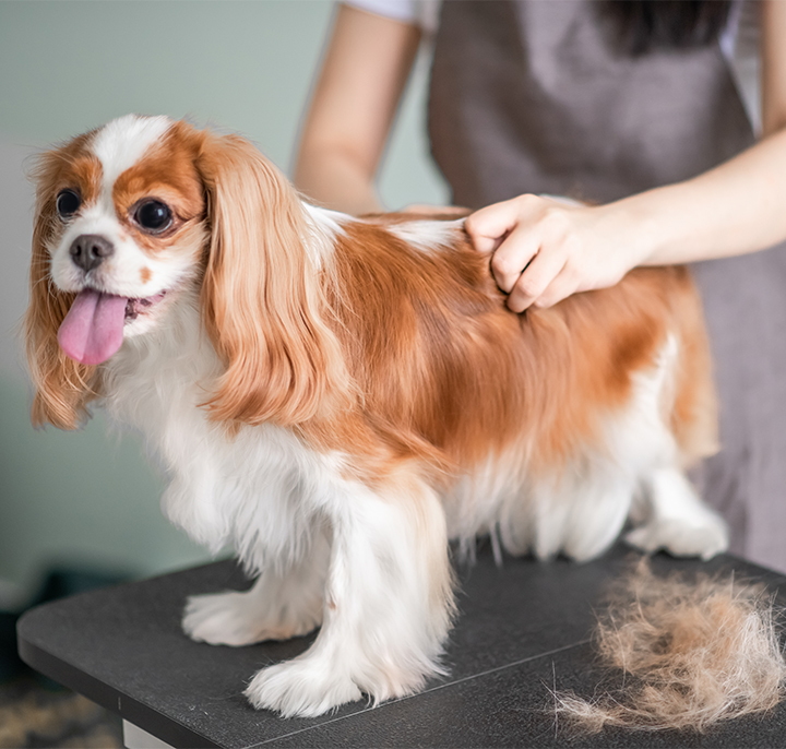 CARDATORE SPAZZOLA PER PELO CANE CANI GATTO GATTI 2 IN 1 MANICO IN