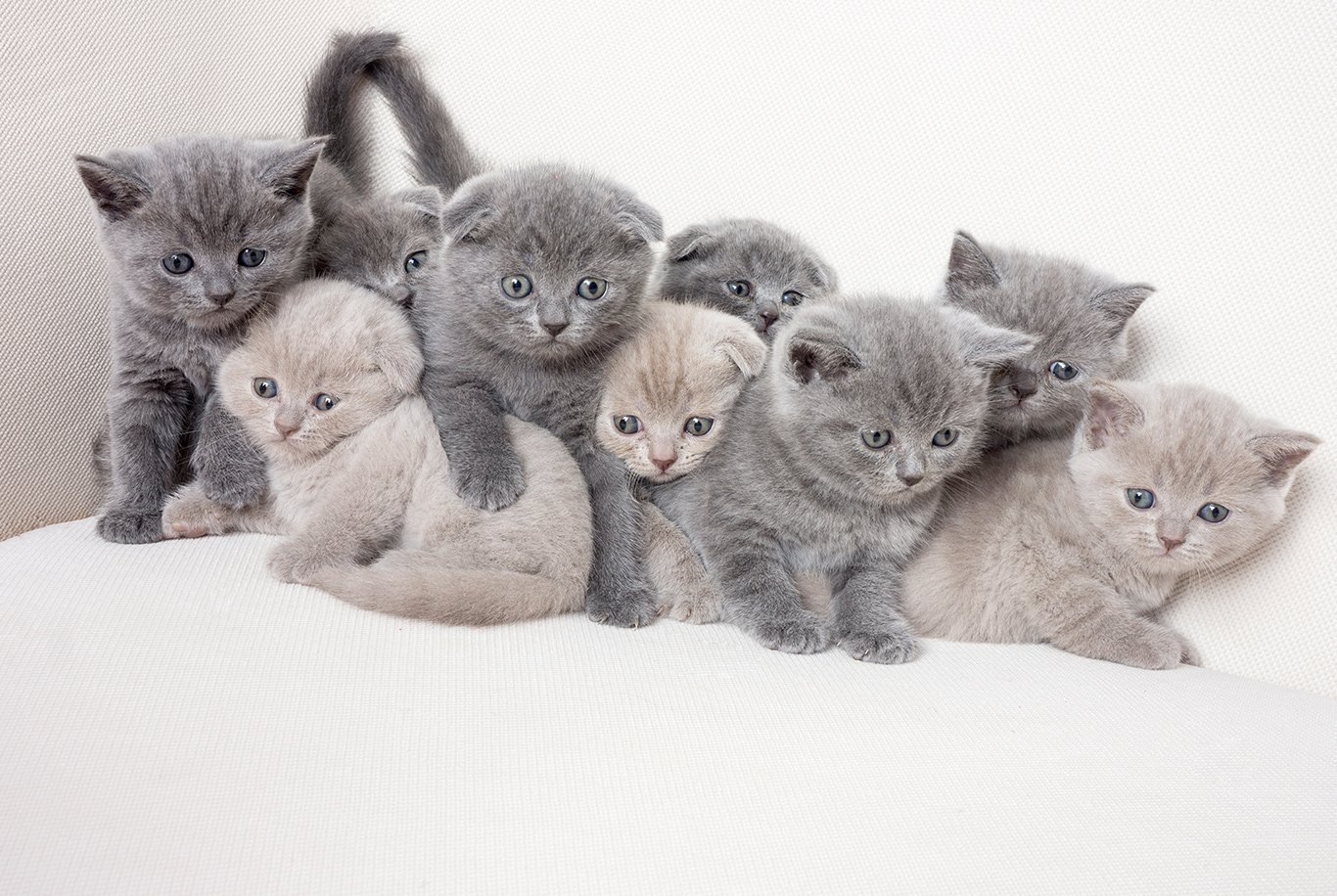 British shorthair store kitten feeding guide