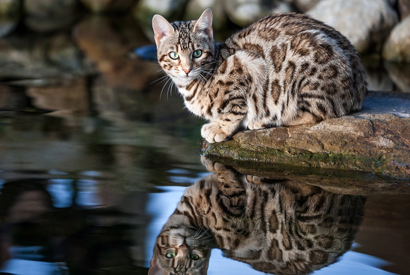 Kyst Hals skære ned Find the right food for a Bengal cat