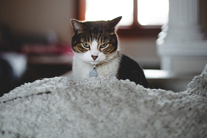 Pâtée pour chat adulte au boeuf fabriquée en France - Hariet & Rosie