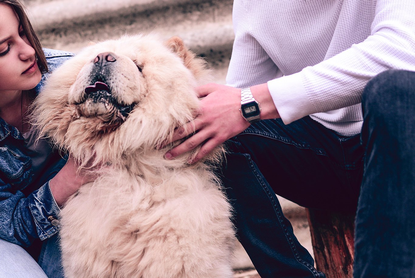 Um cão branco com uma mancha preta em um olho em um parque, pastor