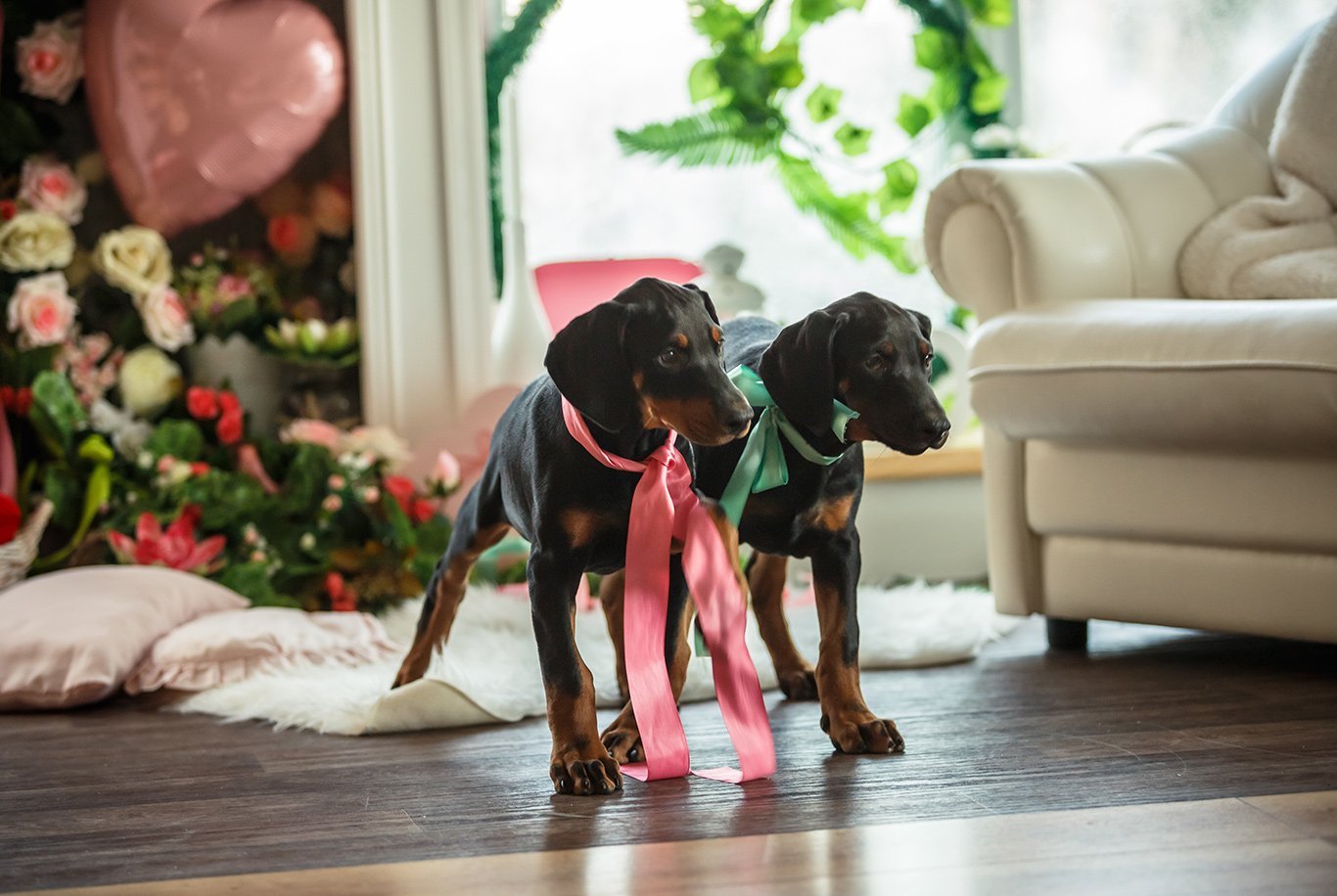 Cachorro Doberman: descubra aqui tudo sobre a raça