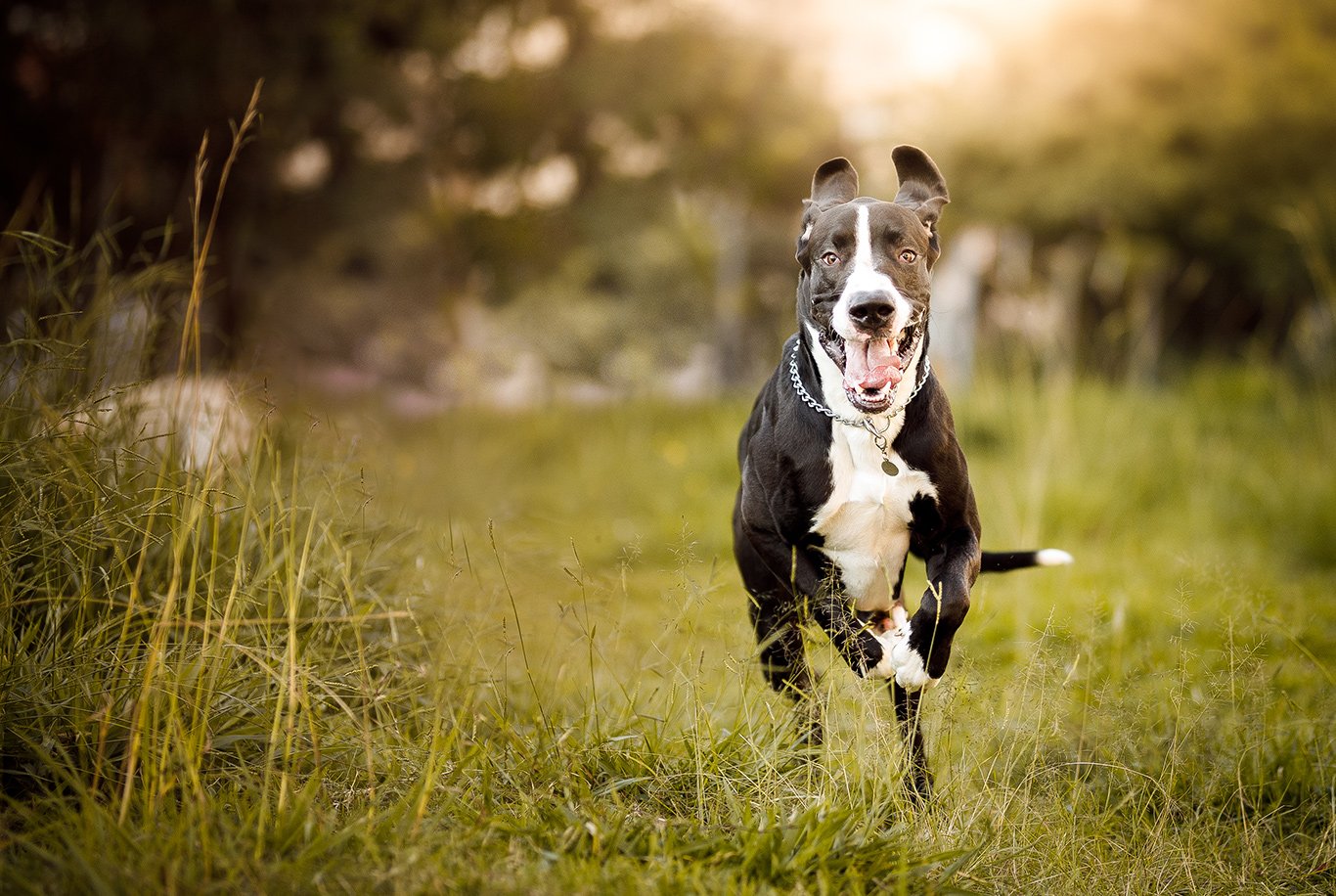 10 curiosidades sobre o Dogue Alemão, Raças