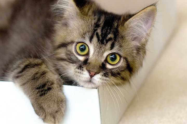 Casa per lettiera per gatti in legno con torre pallina tintinnante  divisorio, Mobile per gatti da interno 2 Colori