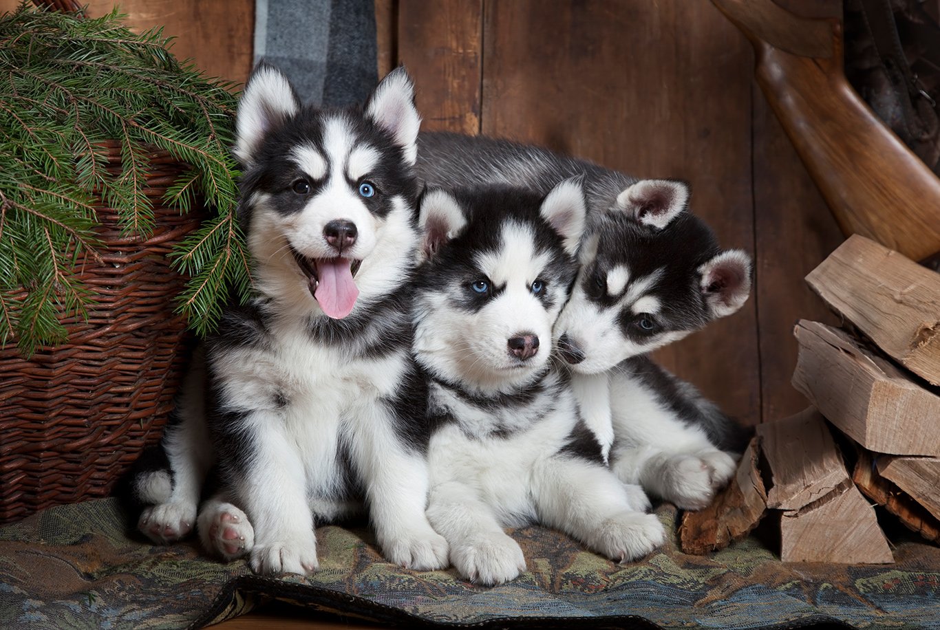 Best wet food for siberian clearance husky