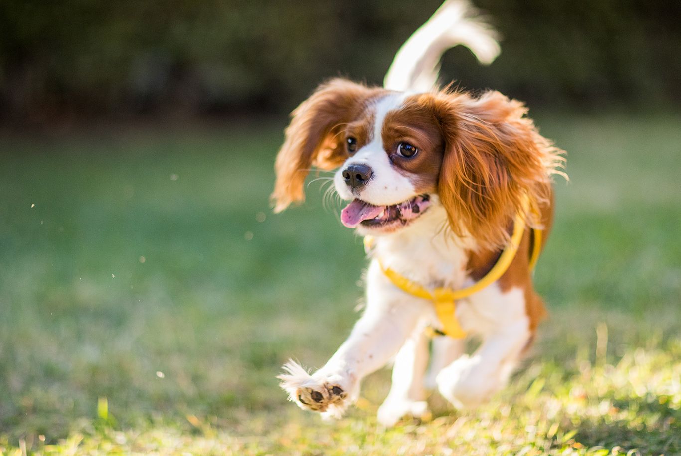 Cavalier king charles spaniel hot sale diet