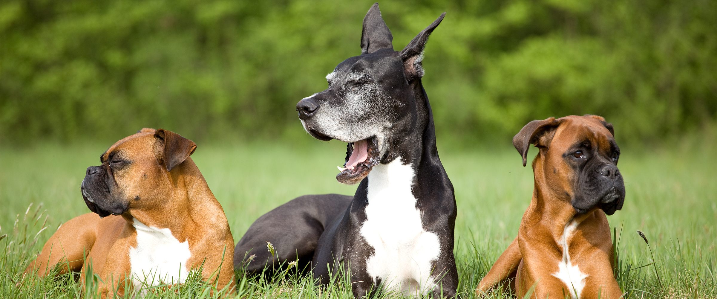 Strong dog breeds5