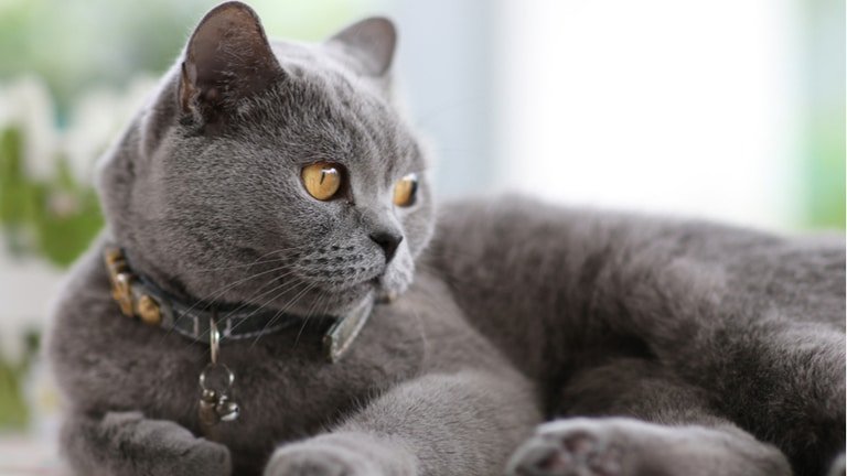 gray-cat