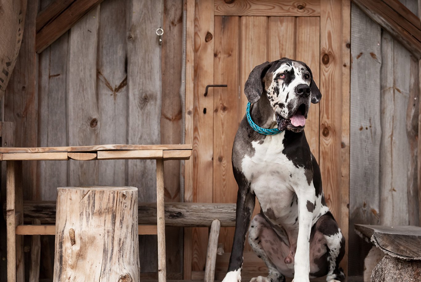 Dogue Alemão que já viveu em cinco casas diferentes dá à luz 15