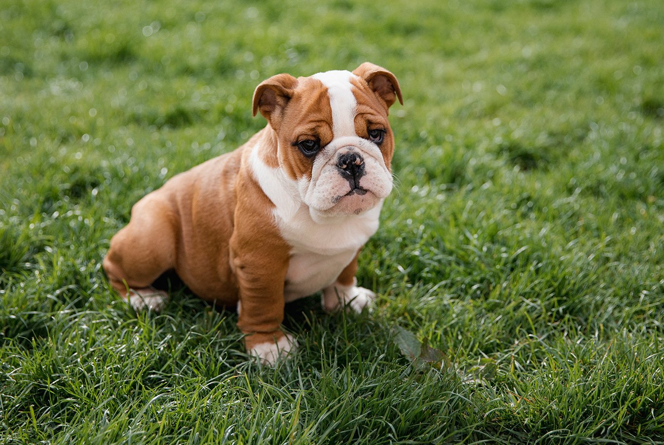 Best food for english bulldog outlet puppy