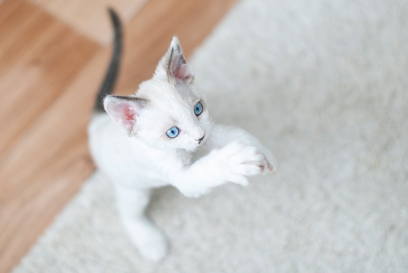 Find the right food for a Devon Rex cat