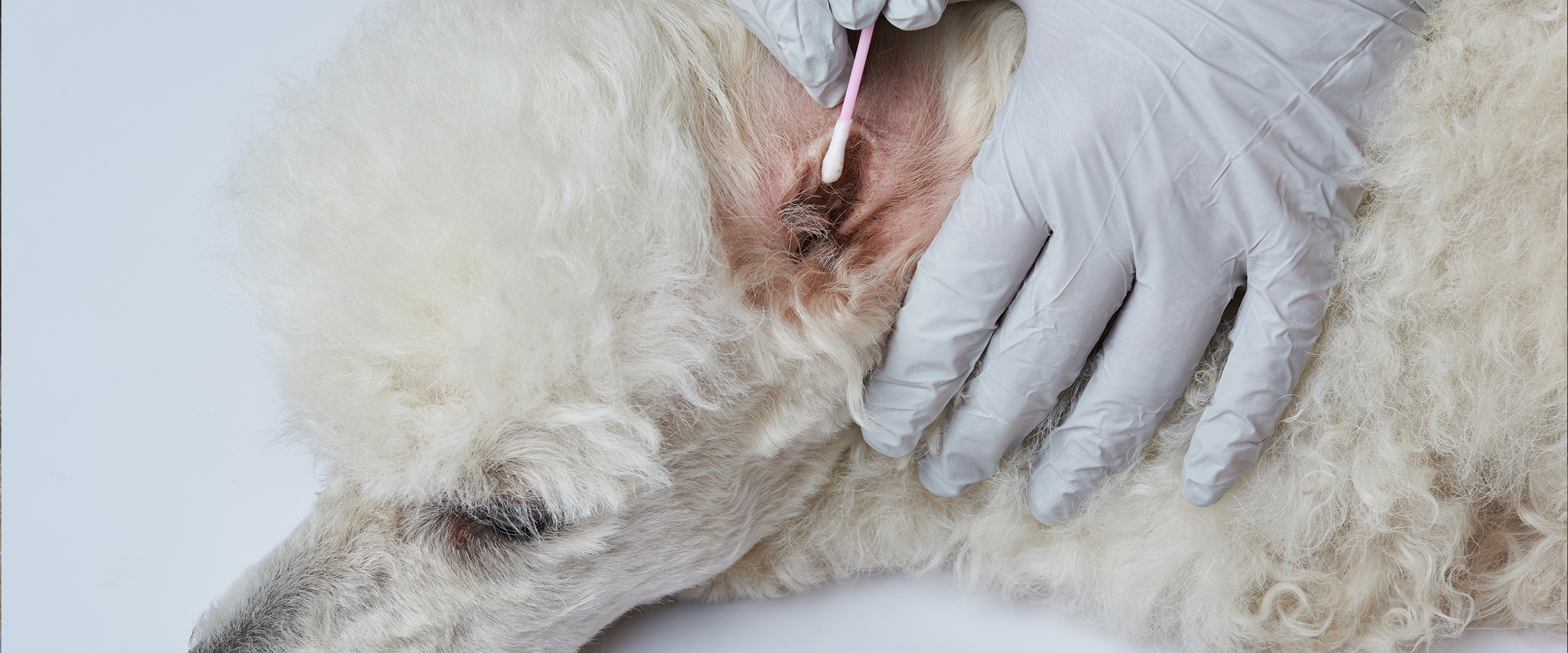 Jak rozpoznać i jak leczyć pasożyty u psa? Profilaktyka i leczenie