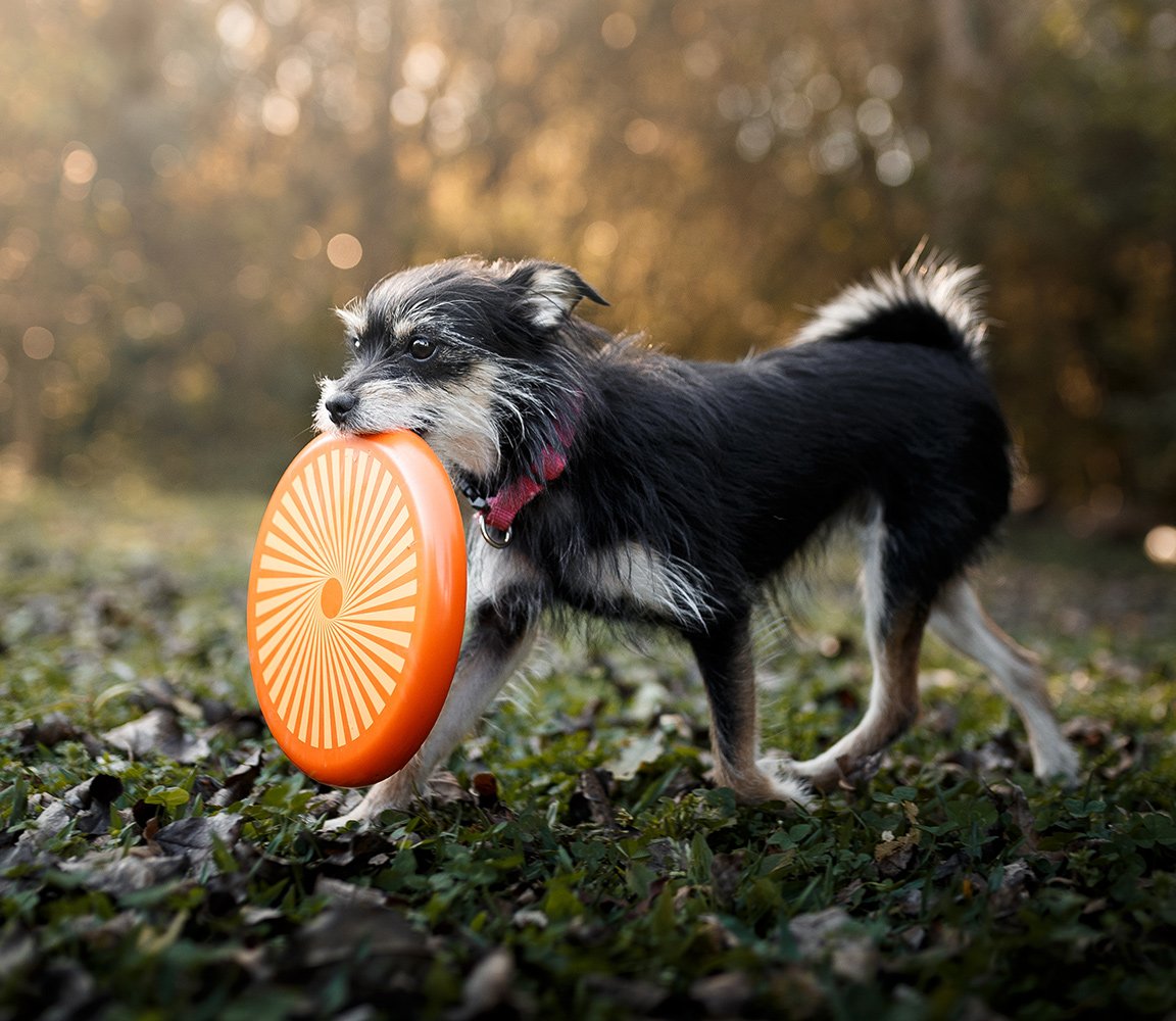 Mini dog clearance frisbee