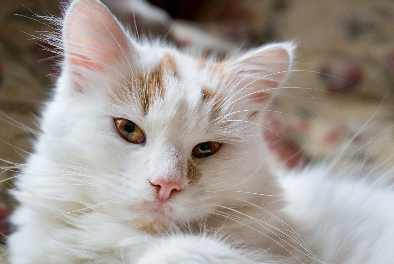 Turkish Van – Husse Singapore