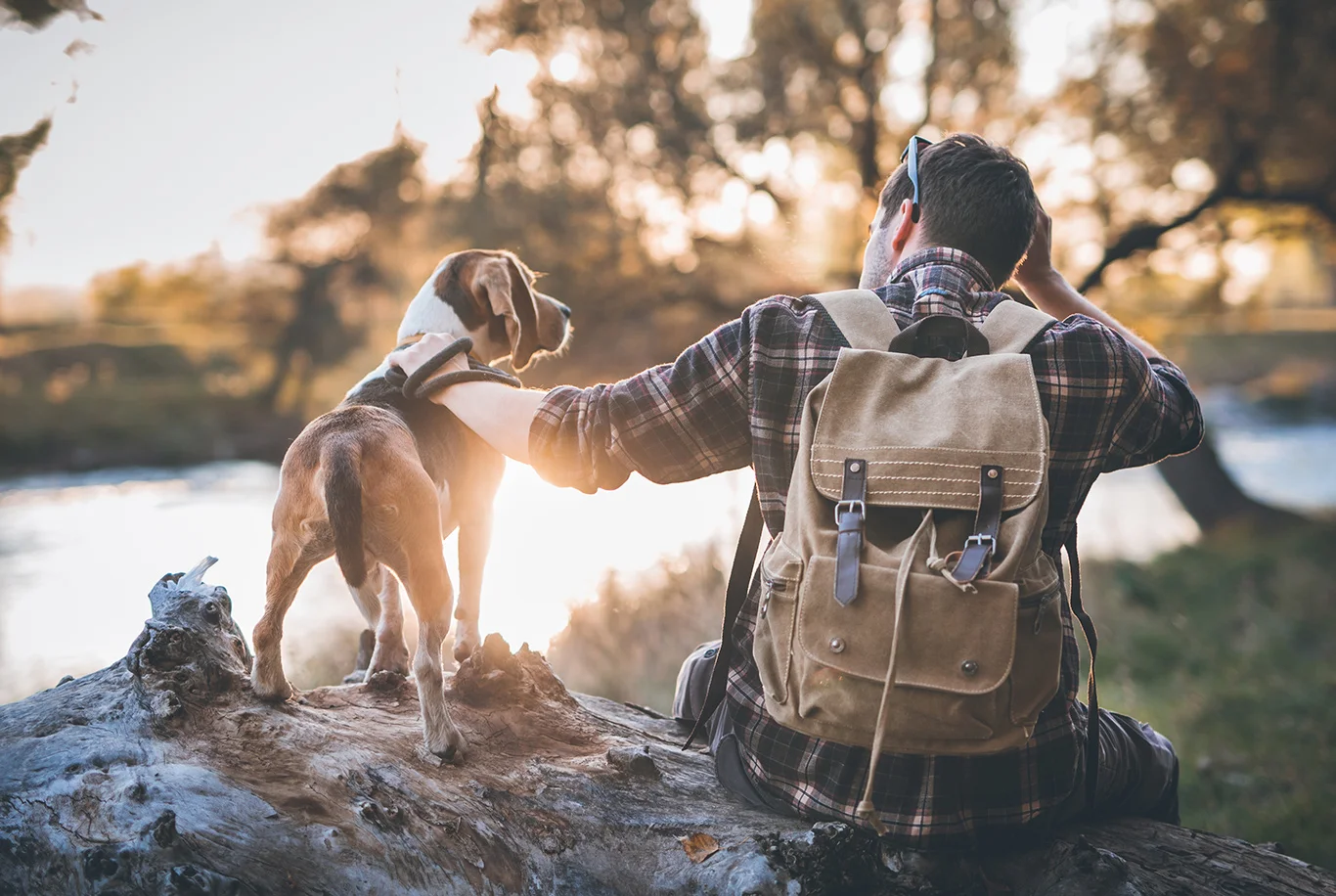 Beagle étant aimant avec son propriétaire