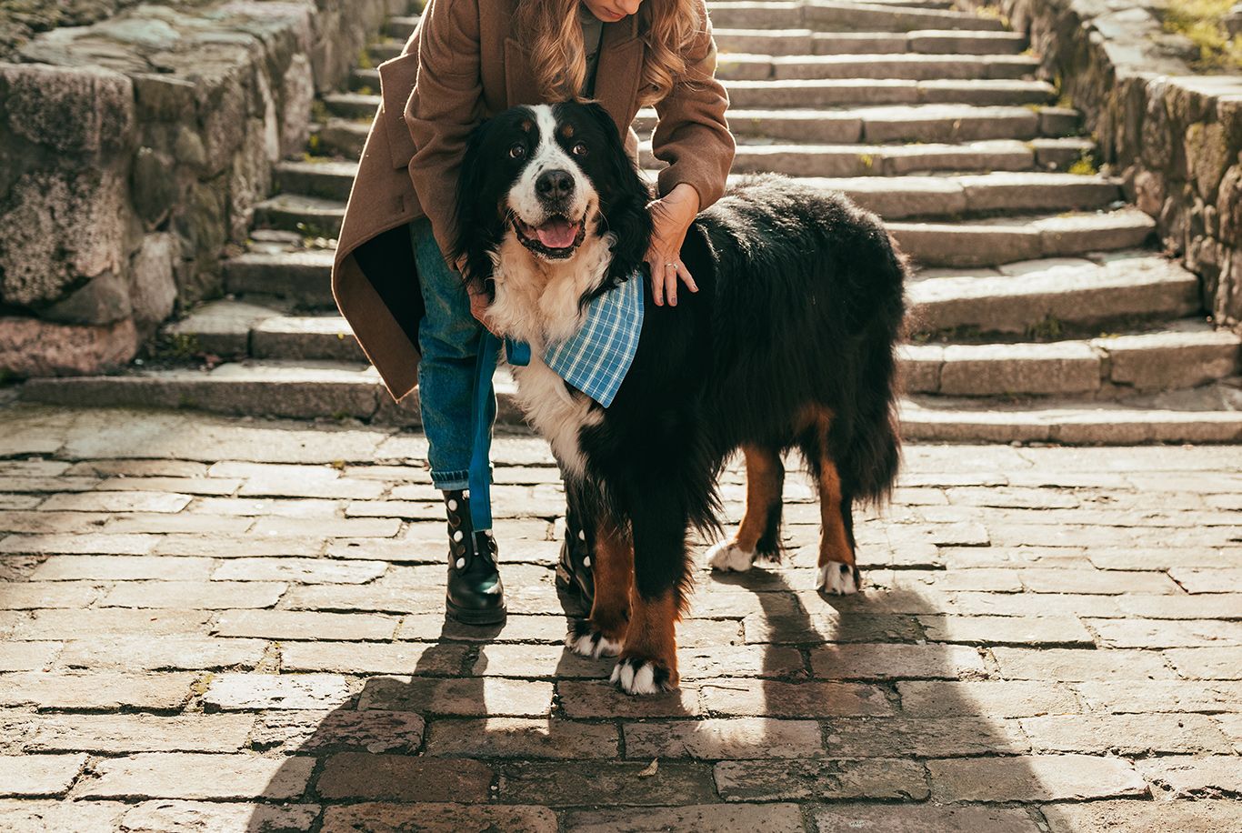 Bernese hot sale mountain dog