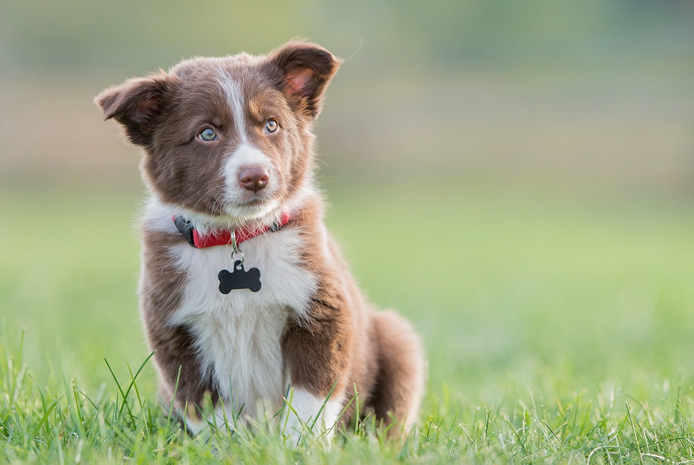 Border collie puppy diet best sale