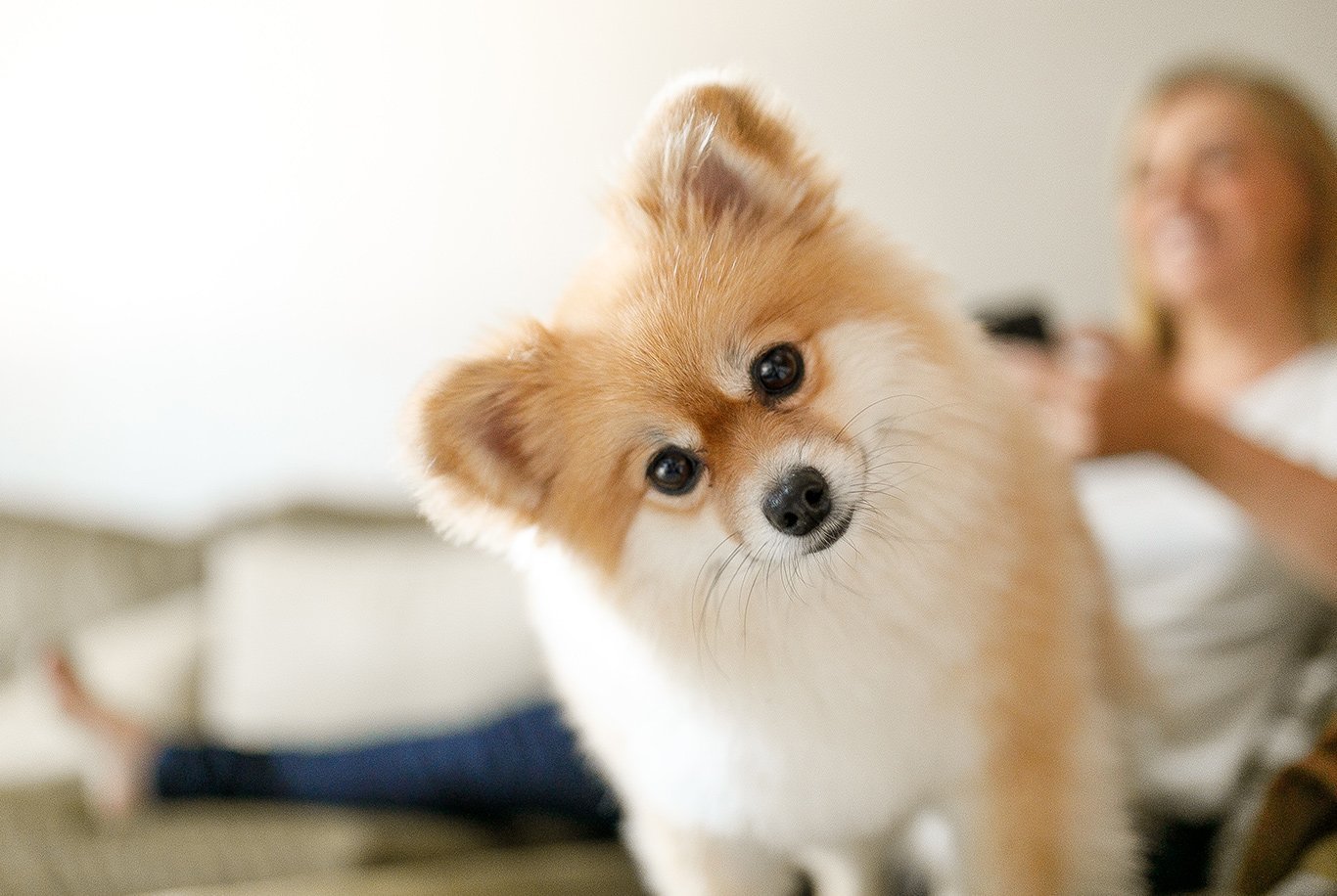 Pomeranian variety best sale