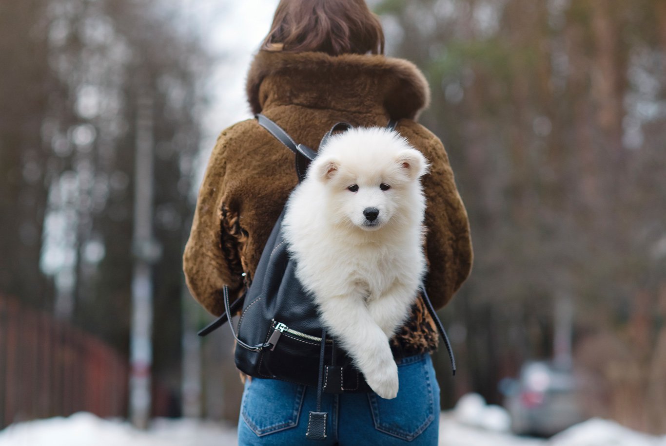 Samoyed mini 2024 poodle mix