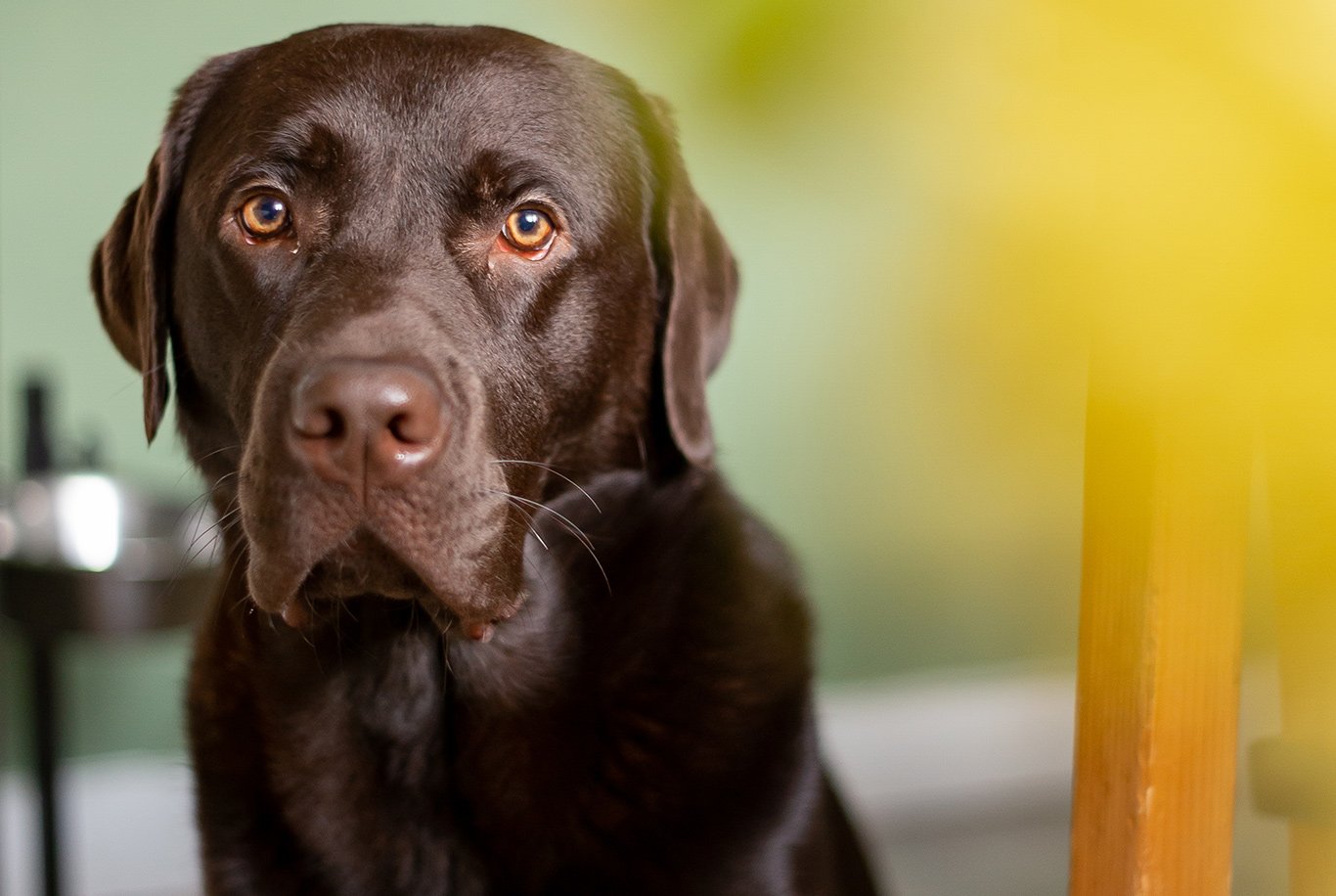 Labrador Retriever Características