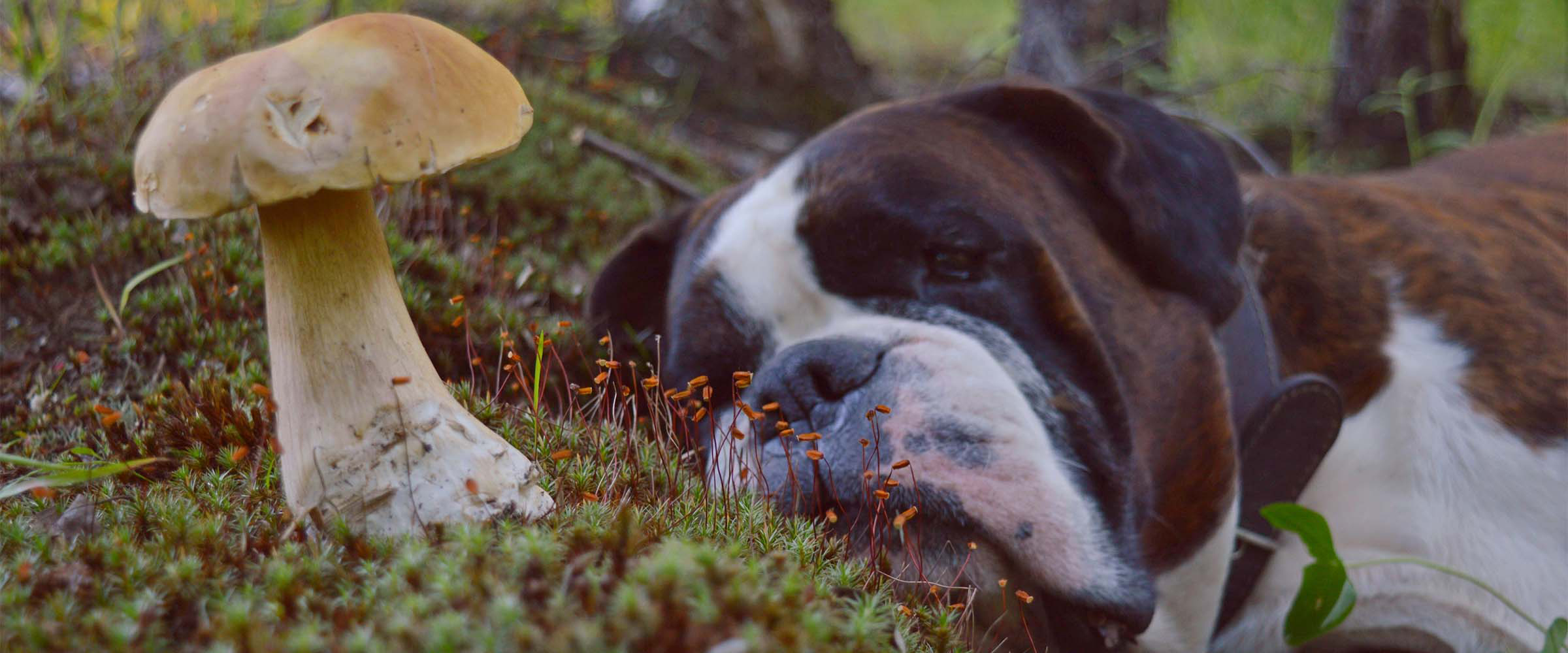 Can my dog eat wild mushrooms