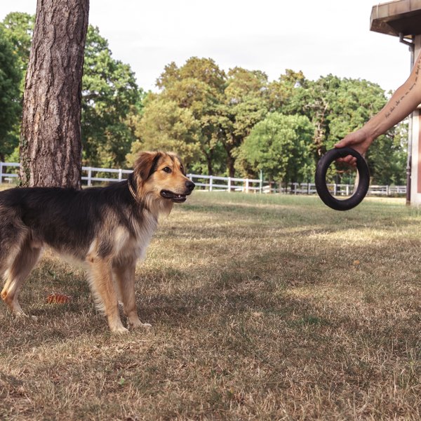 Anello Interattivo Gioco per Cani