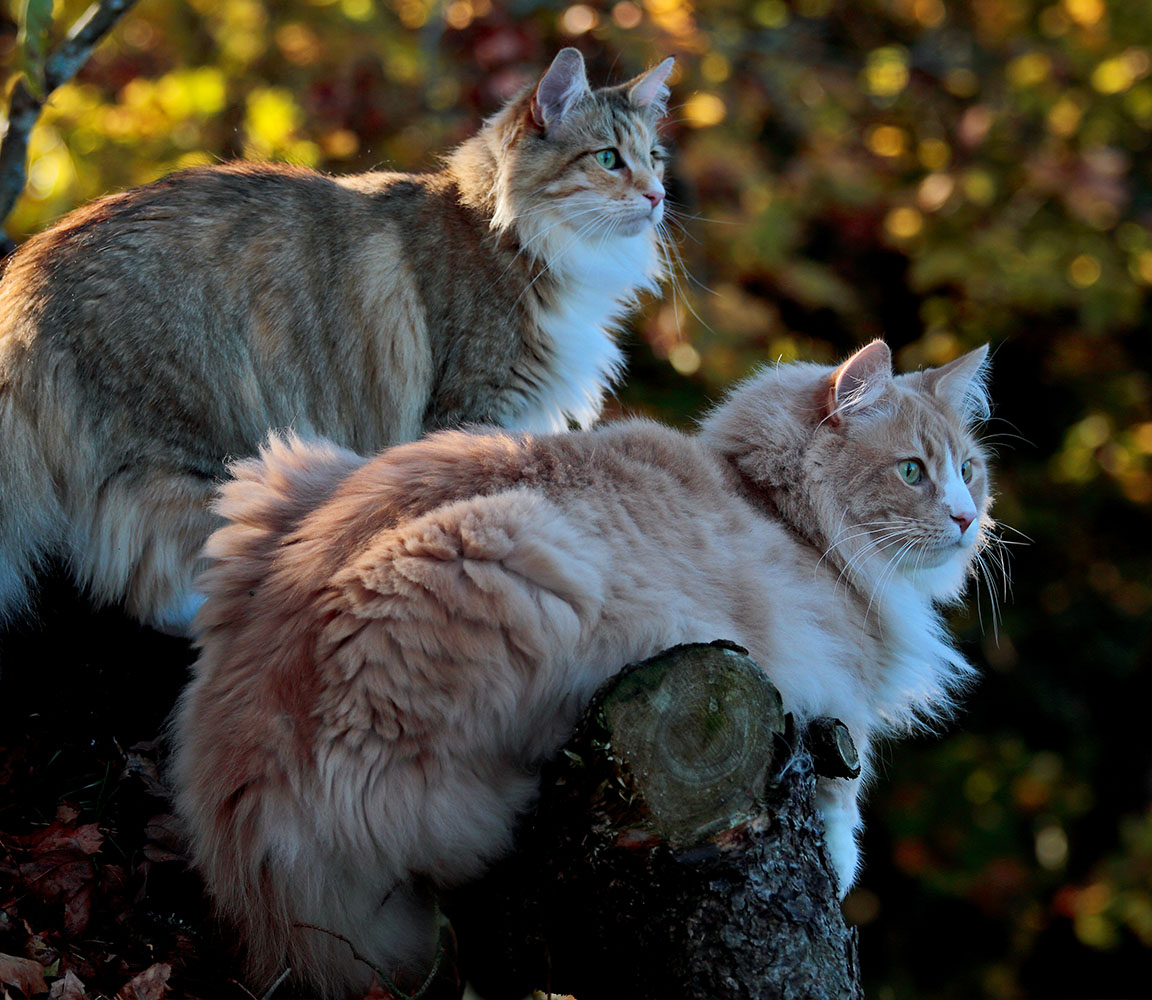Norsk skogkatt