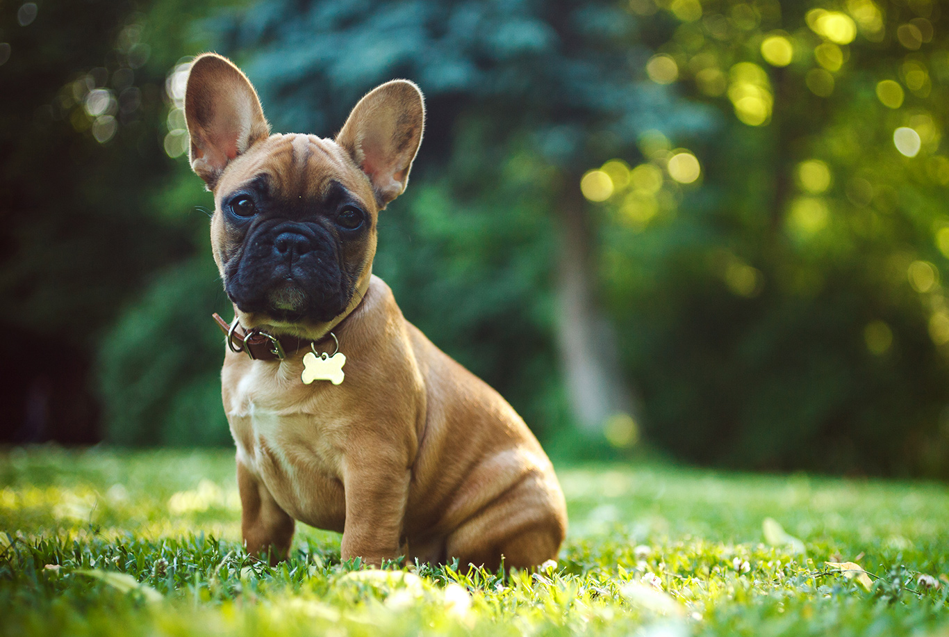 Französische Bulldogge