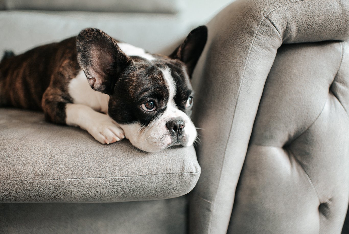 Französische Bulldogge