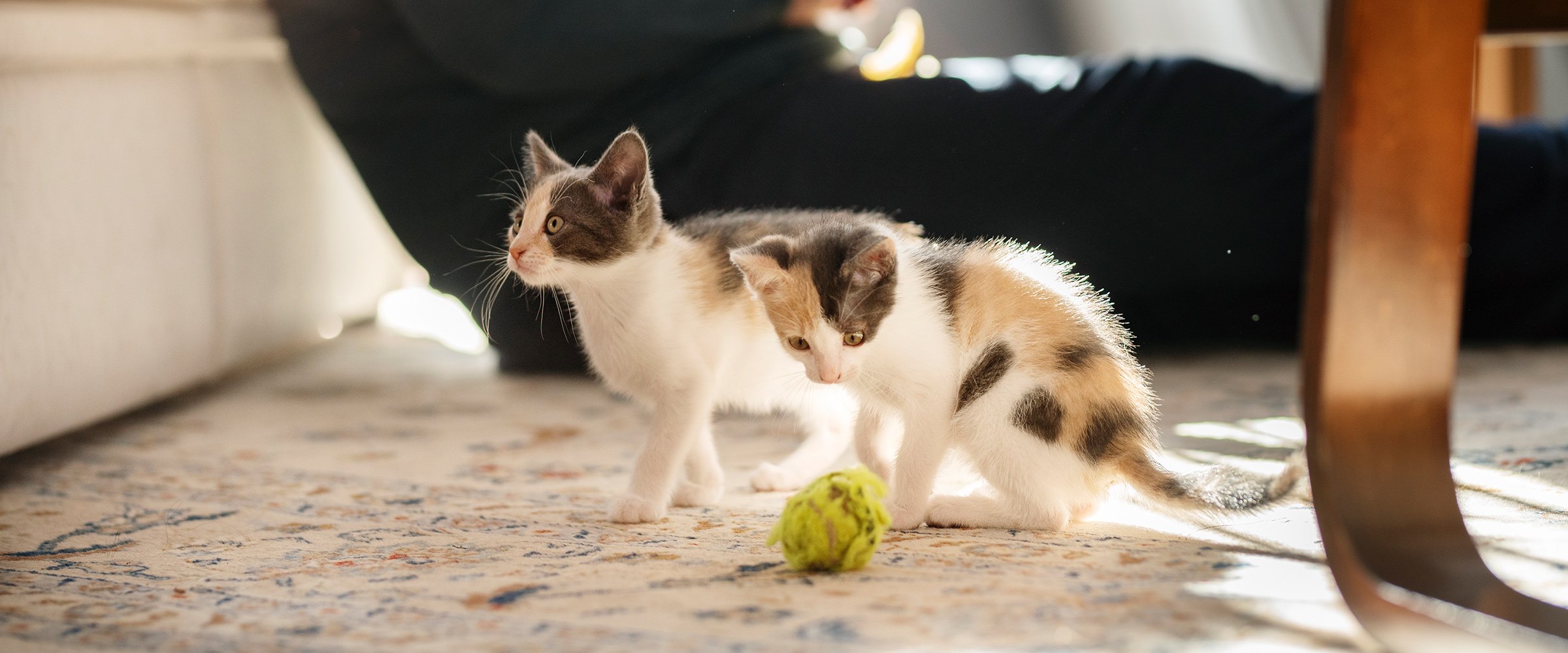 La socializzazione del gatto: come aiutarlo