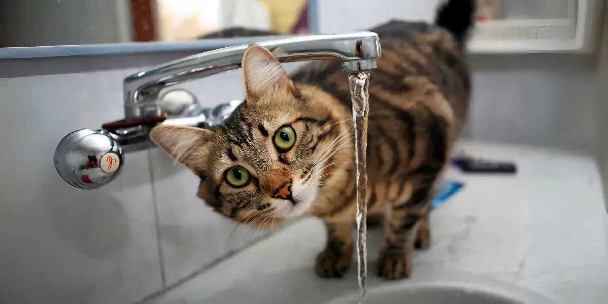 pourquoi-certains-chats-craignent-ils-eau-husse