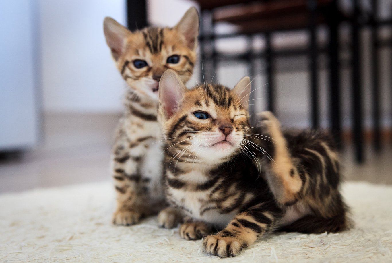 Are Bengal Cats Suitable For Elderly Owners? - Authentic Bengal Cats