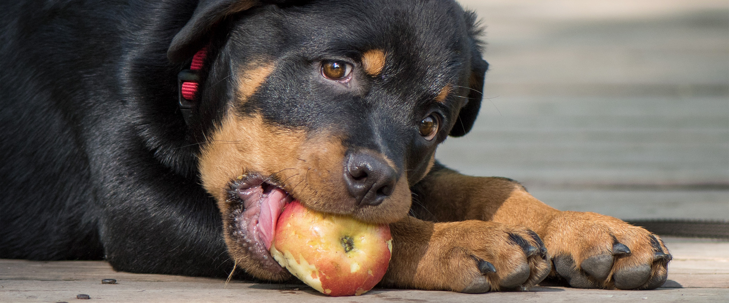 d_apple for dogs_2