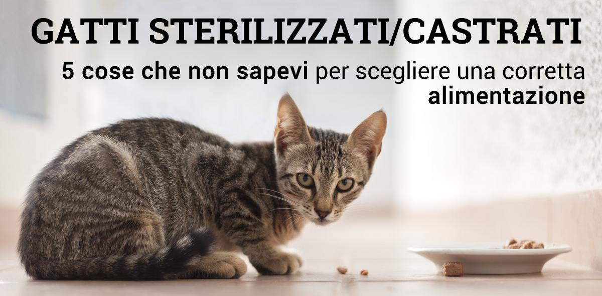 gatto_sterilizzato_banner_1