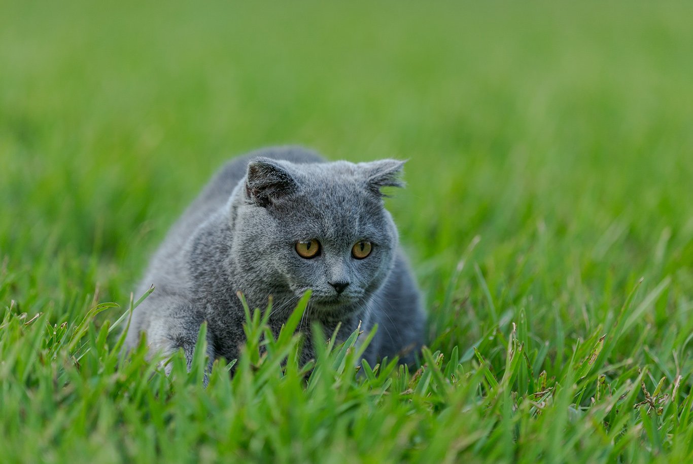 Perché non dovresti comprare i gatti Highland con le orecchie