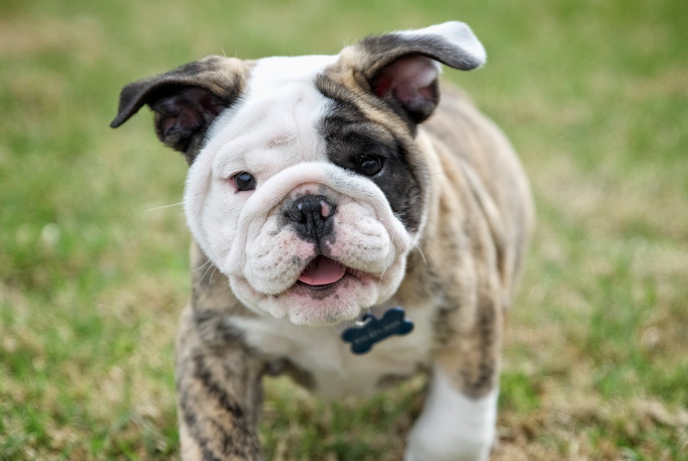 Grey brindle best sale english bulldog