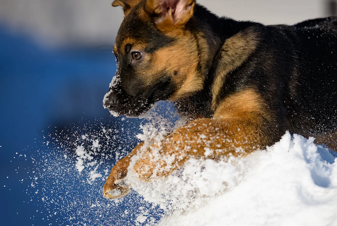 Chiot Berger Allemand jouant dans la neige