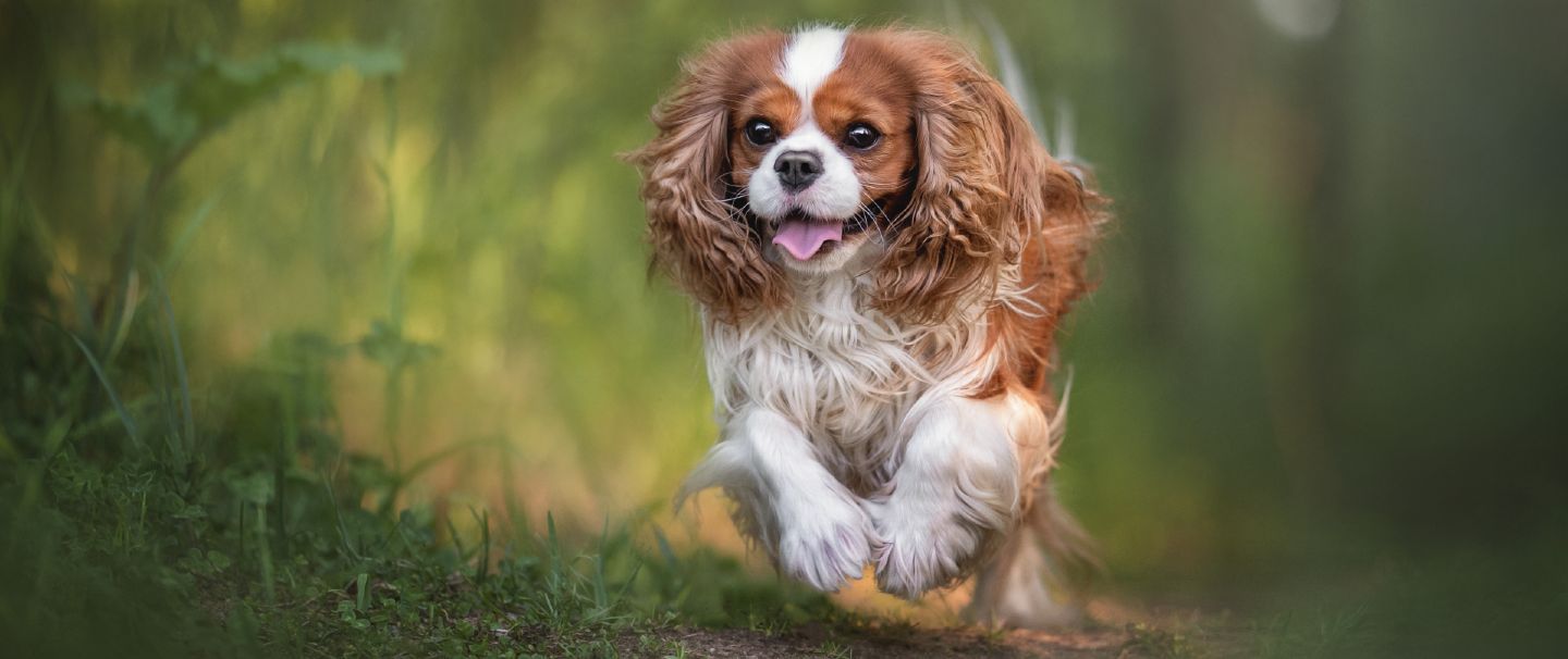 cavalier-king-charles-spaniel-banner