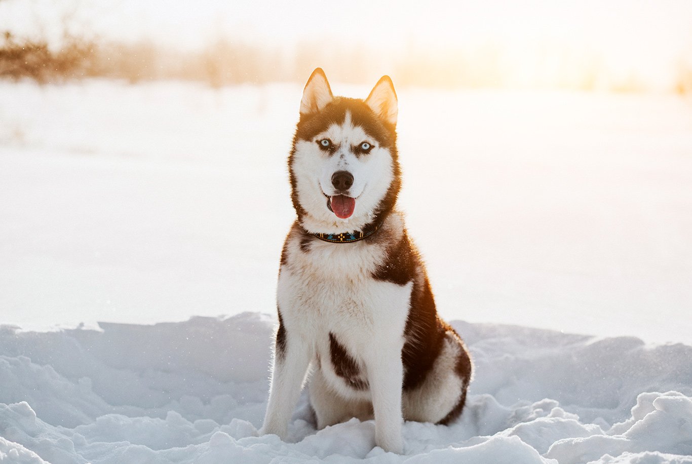 Siberian husky sensitive clearance stomach