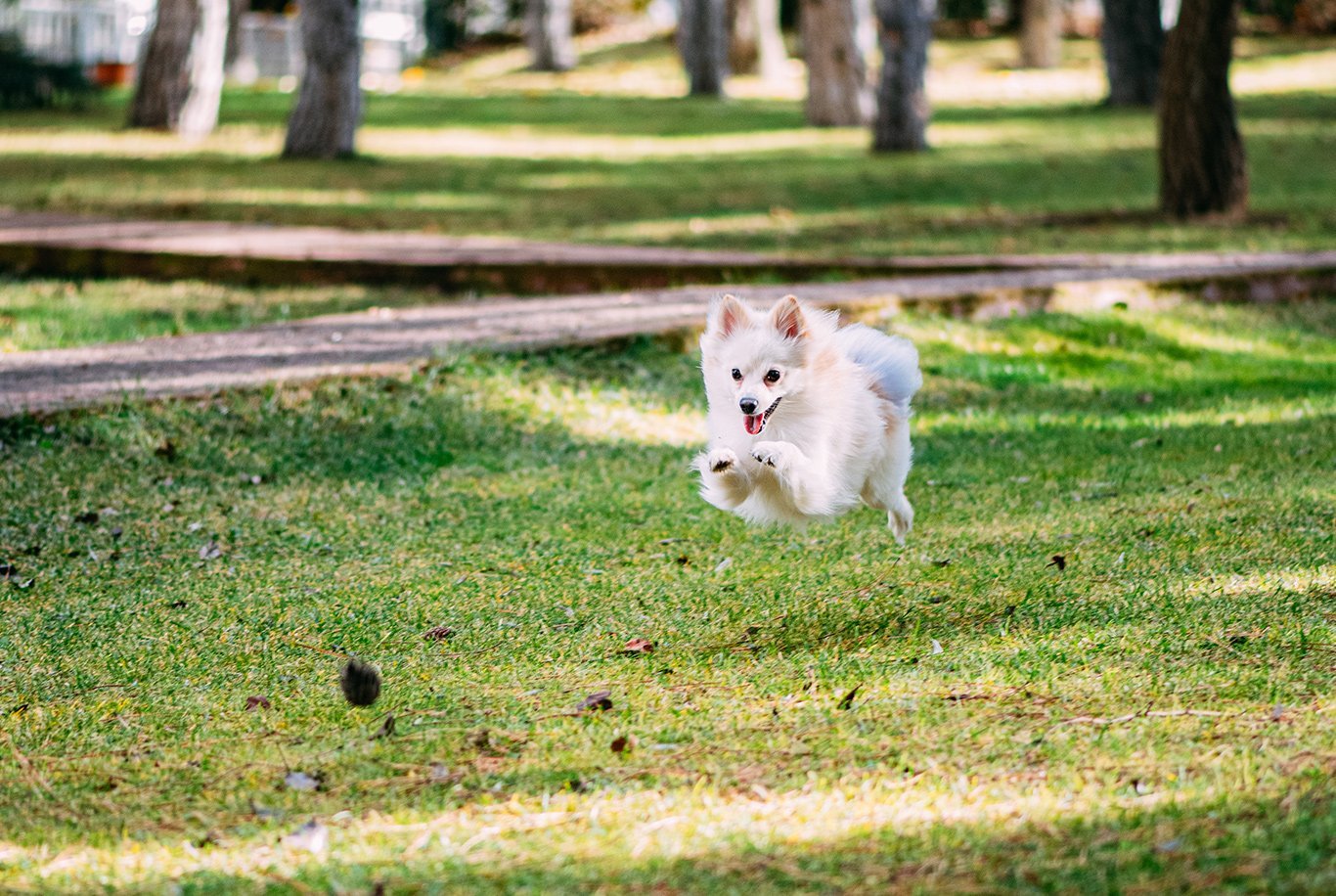 Lulu da Pomerânia o pequeno GRANDE cão!- Spitz alemão anão em Portugal