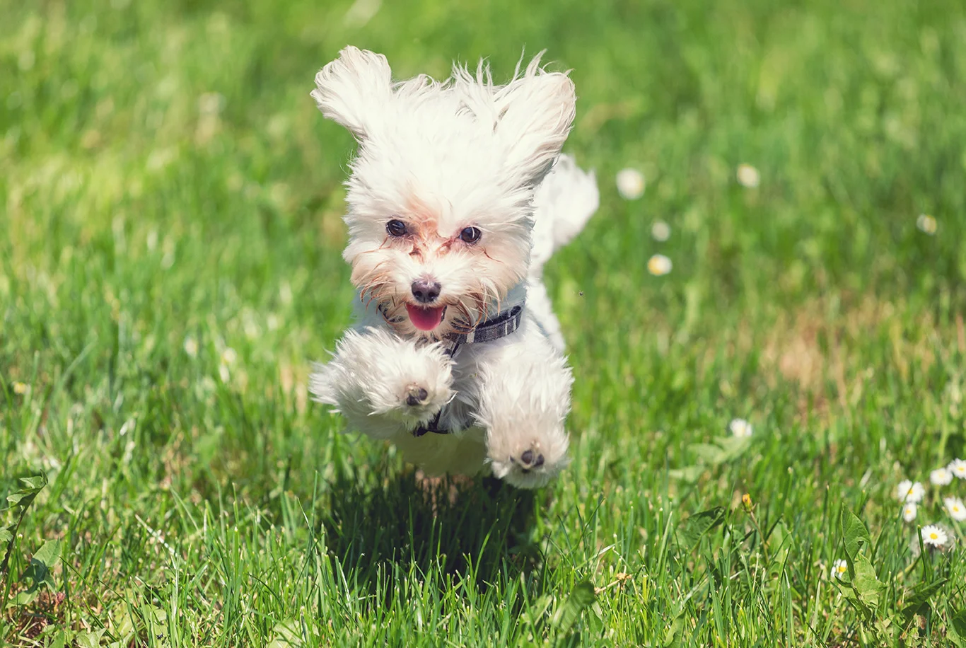 Chiot Bichon maltais courant dans l'herbe