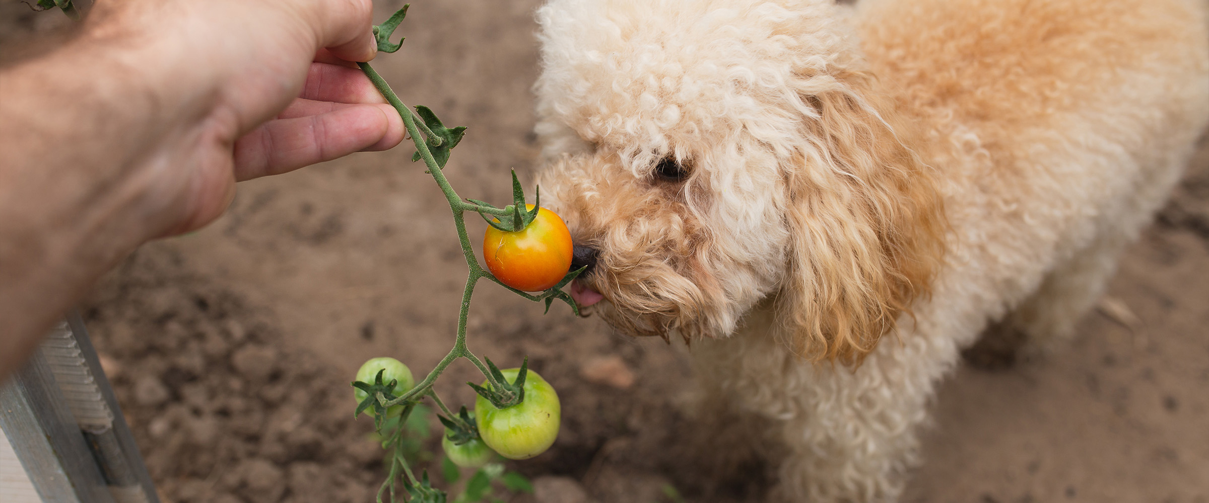 dog_with_tomatoes