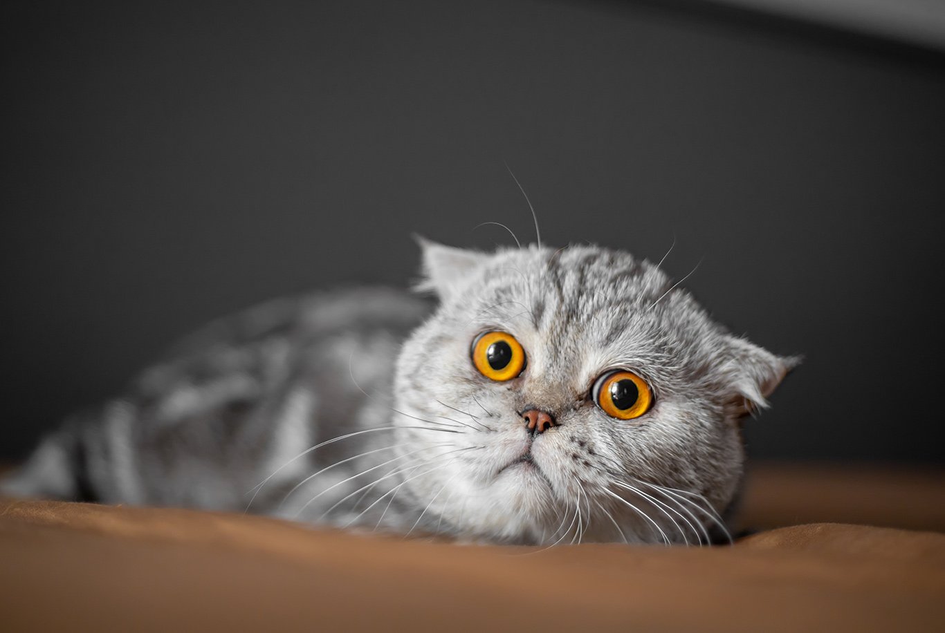 Scottish Fold: tutto quello che c'è da sapere sul gatto brachicefalo dalle  orecchie piegate - greenMe