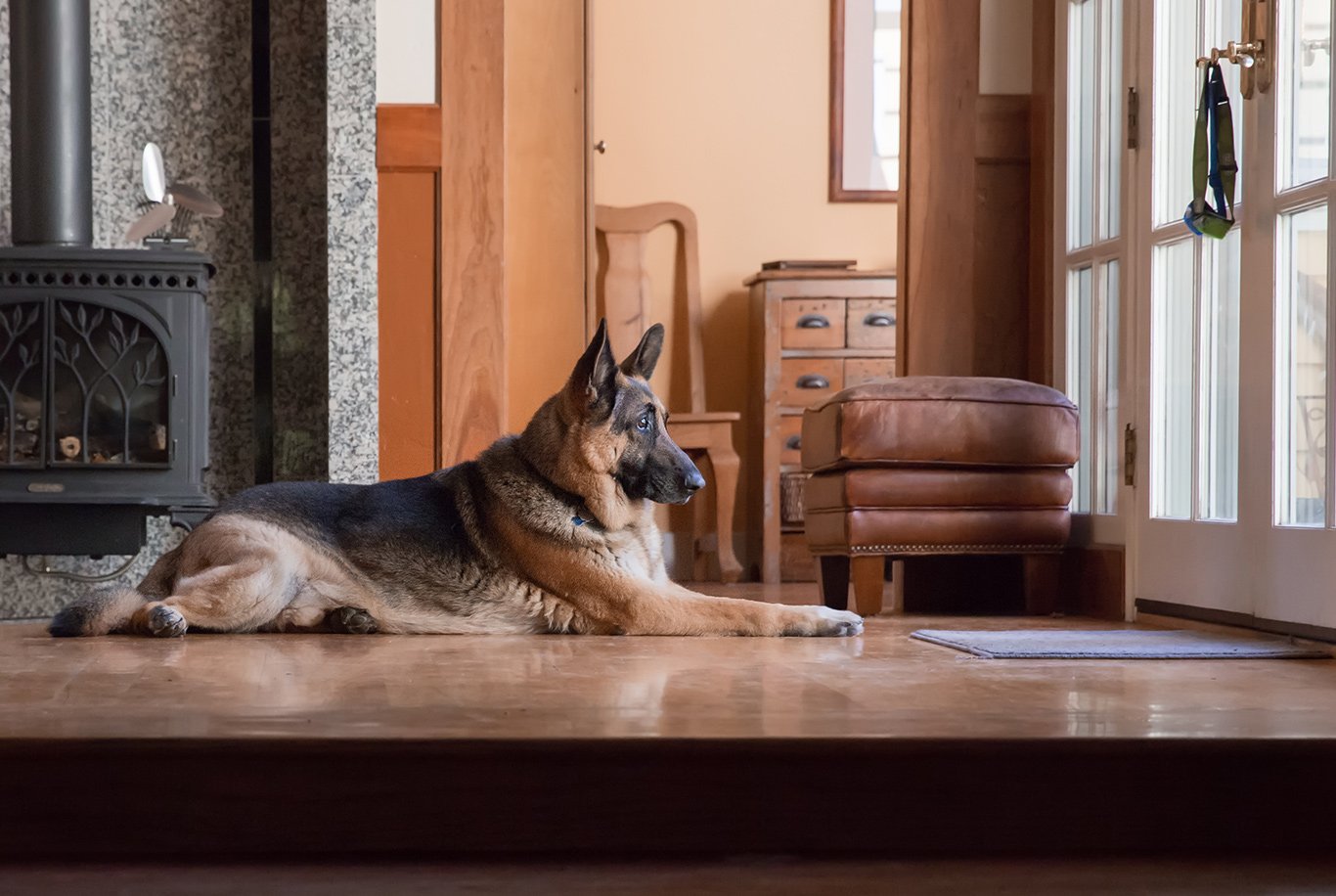 Qual cachorro é mais protetor com seu dono, o pastor alemão ou o