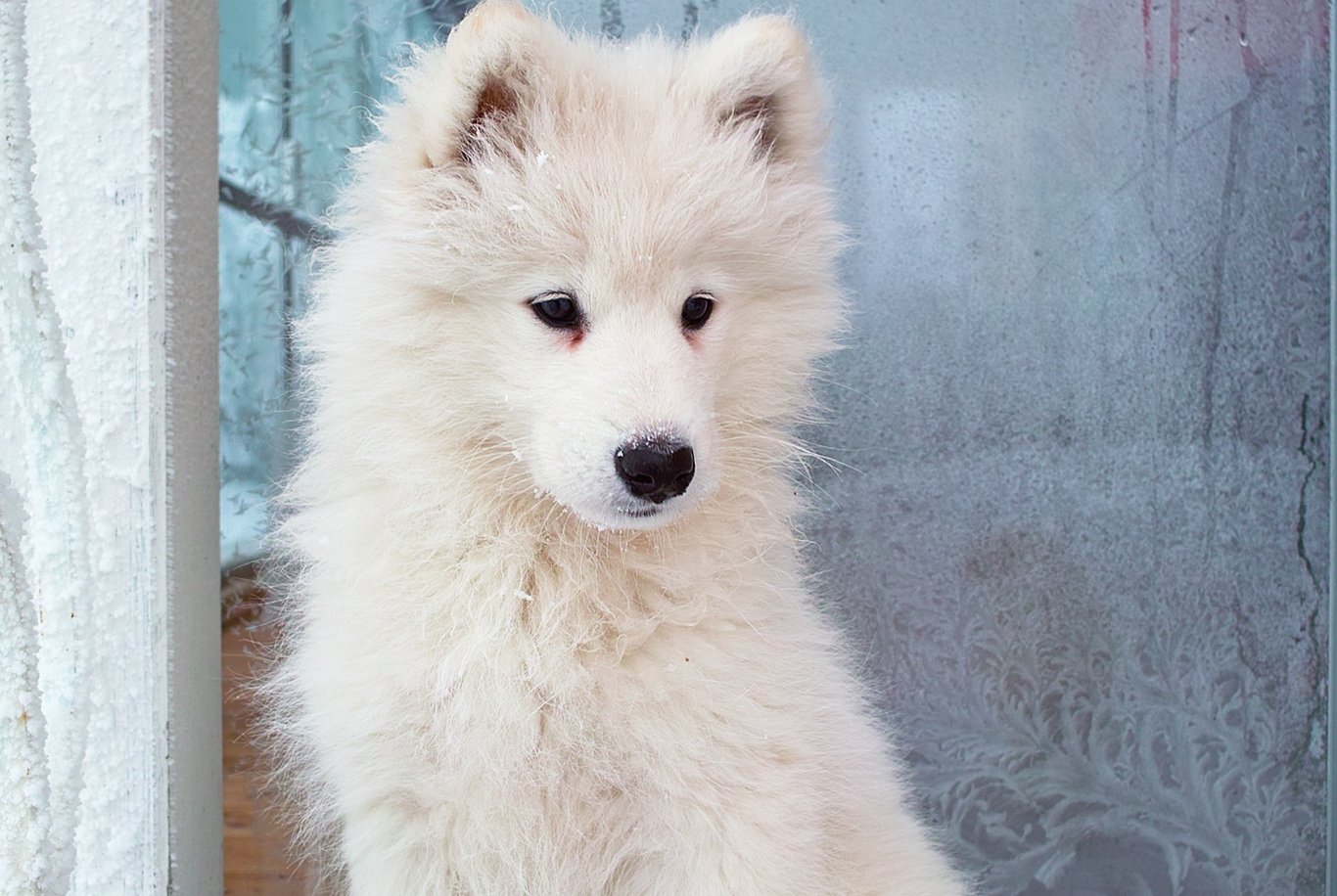 Samoyed best sale x labrador